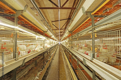 Modern Chicken Farm in China