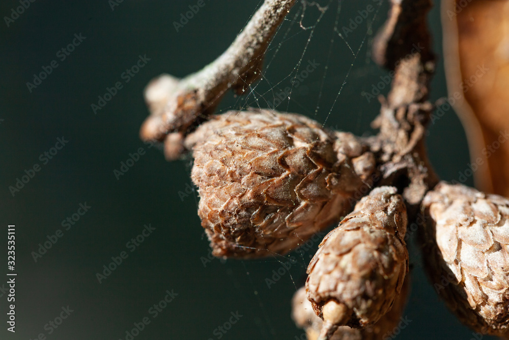 Acorns with Webs Acorns with Webs