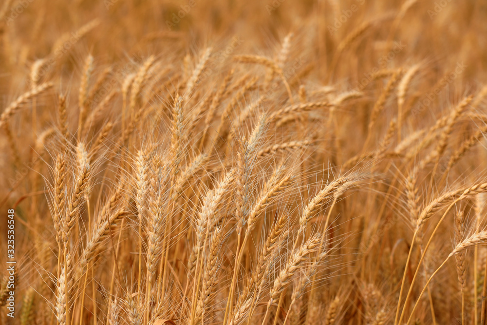 Mature ears of wheat in the field Mature ears of wheat in the field