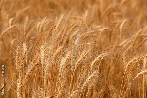 Mature ears of wheat in the field