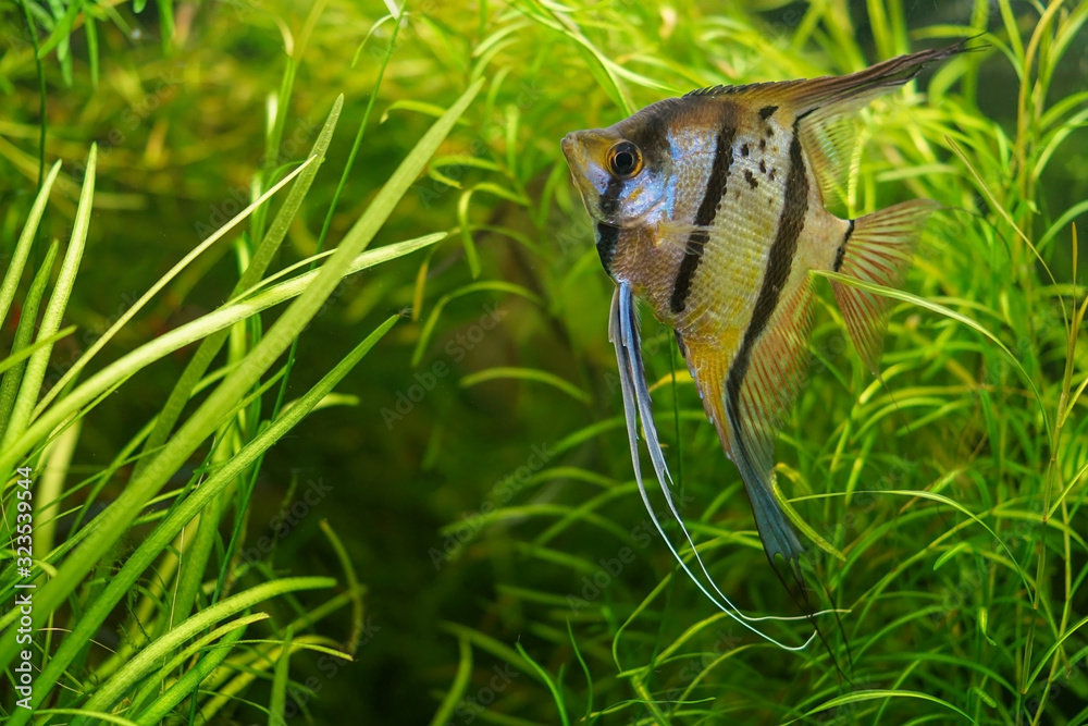 Obraz premium A Pterophyllum scalare or freshwater angelfish in an aquarium