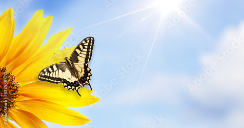Canvas Print Monarch butterfly on sunflower against clear blue sky