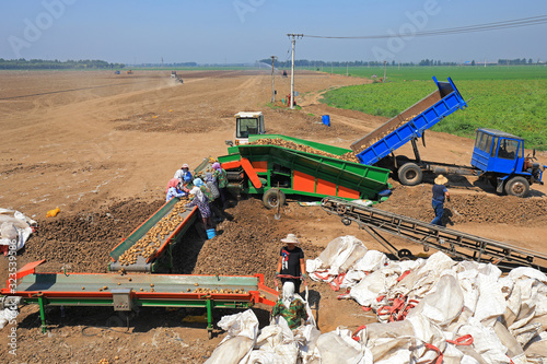 Farmers use machinery to screen potatoes, Luannan County, Hebei Province, China.