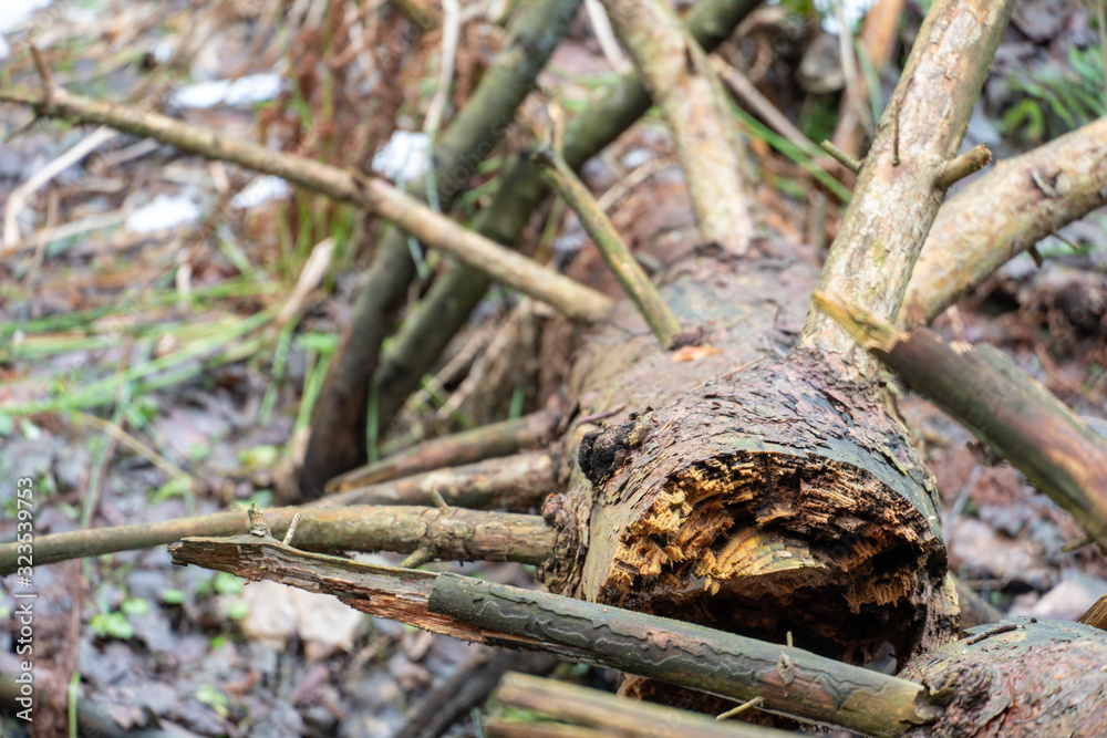 A broken tree is lying on the grass in the forest. Deadwood. Dry branches stick out in all directions. A broken tree is lying on the grass in the forest. Deadwood. Dry branches stick out in all directions.