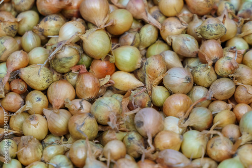 Onion seeds for sowing in the field