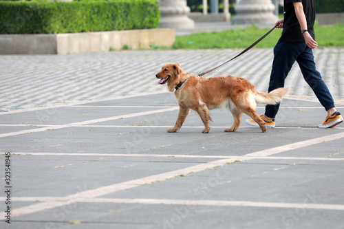 Pet dogs follow their owners in the park