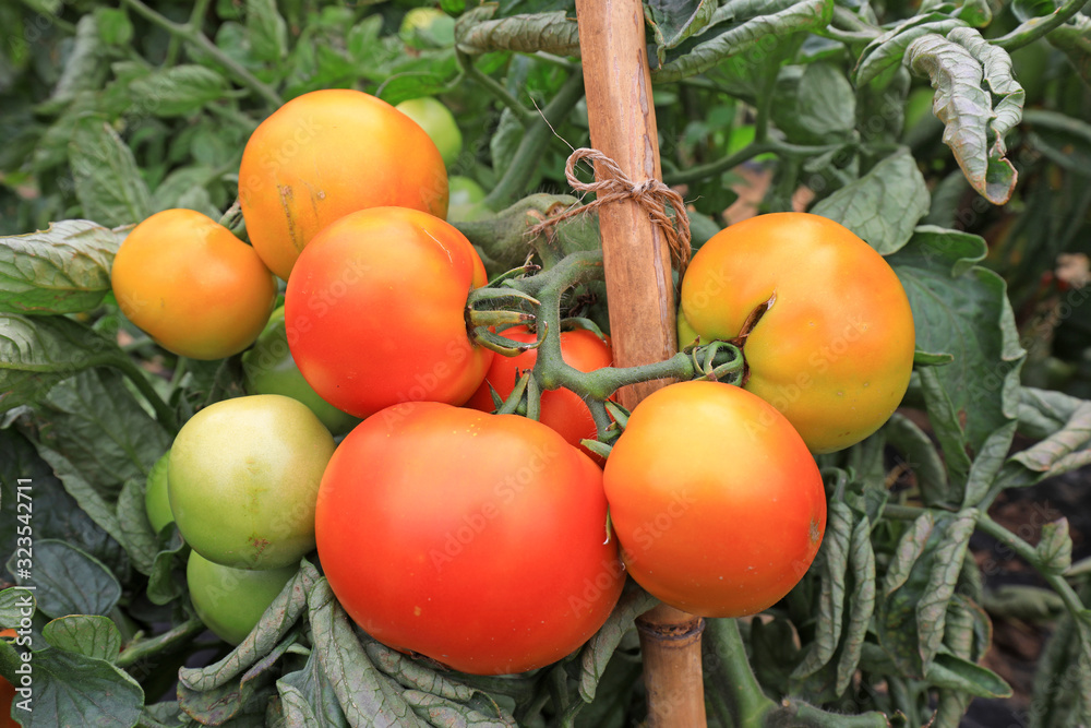 Tomatoes grow on plants in a farms