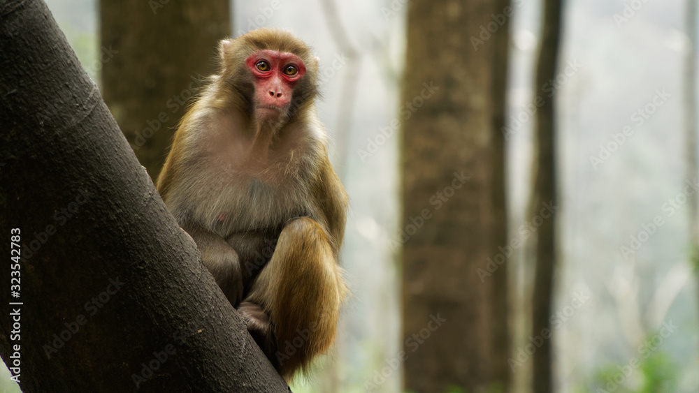 Monkey Rhesus Zhangdjiadjie Monkey Rhesus Zhangdjiadjie