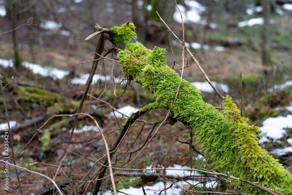 Obraz premium old forest. The trees are covered with moss. Difficult passable thickets. Fallen rotten tree trunks and branches. The last snow melts in the forest under the first warm rays of the spring sun.