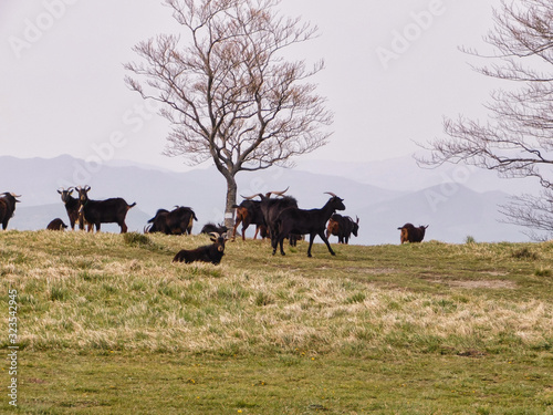 group of goats grazing in the mountains