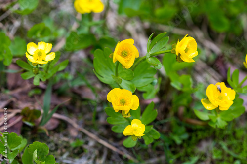 Buttercup snow (Ranunculus nivalis), Kamchatka Peninsula, Russia.