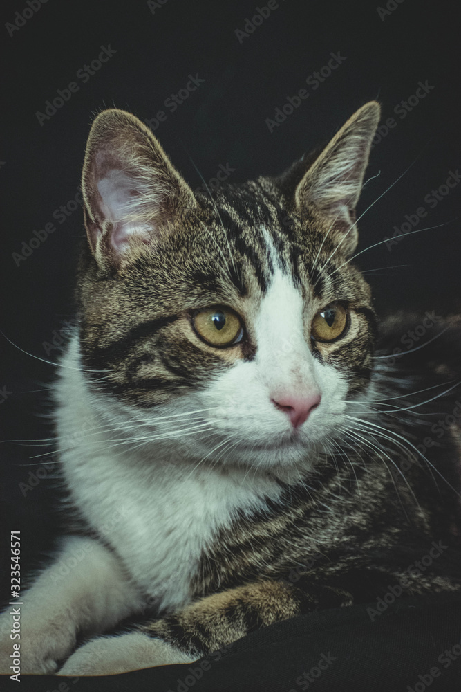 portrait of cat with green eyes portrait of cat with green eyes