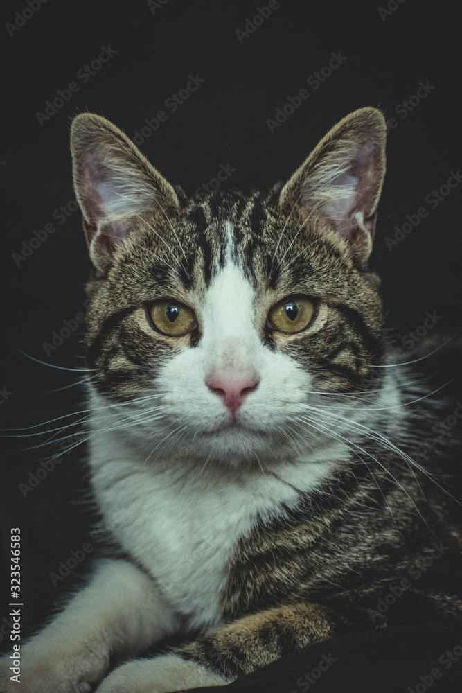 portrait of cat with green eyes
