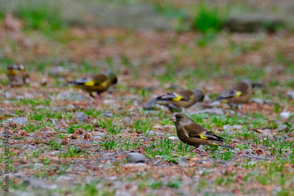 oriental greenfinch is on ground oriental greenfinch is on ground