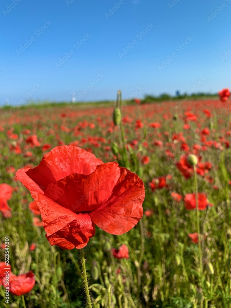 Fototapeta premium OLAND, SWEDEN - JUNE 6, 2019: Close up of a red poppy blossom on the island Oland