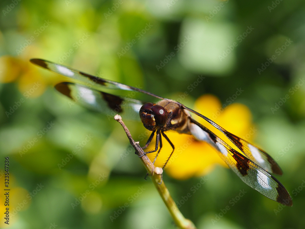 Twelve-spotted skimmer dragonfly Twelve-spotted skimmer dragonfly