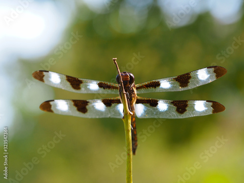 Twelve-spotted skimmer dragonfly photo