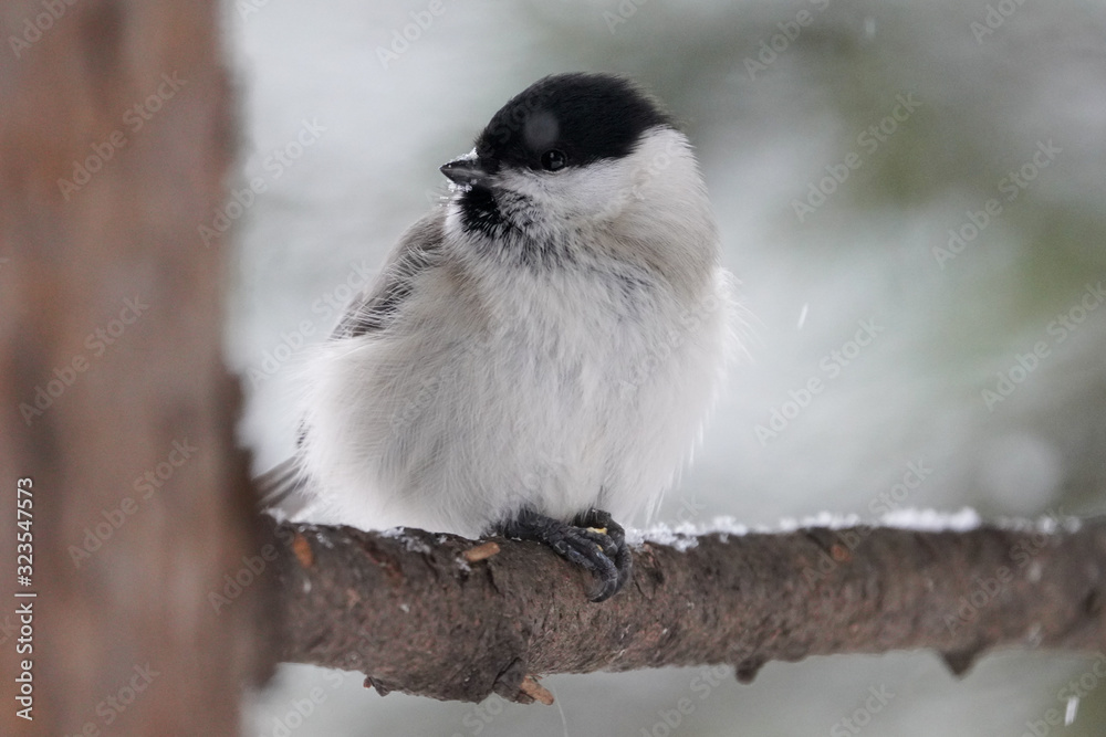 Fototapeta premium コガラ