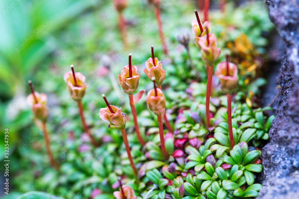 Obraz premium Small tundra plants and moss, Kamchatka Peninsula, Russia.