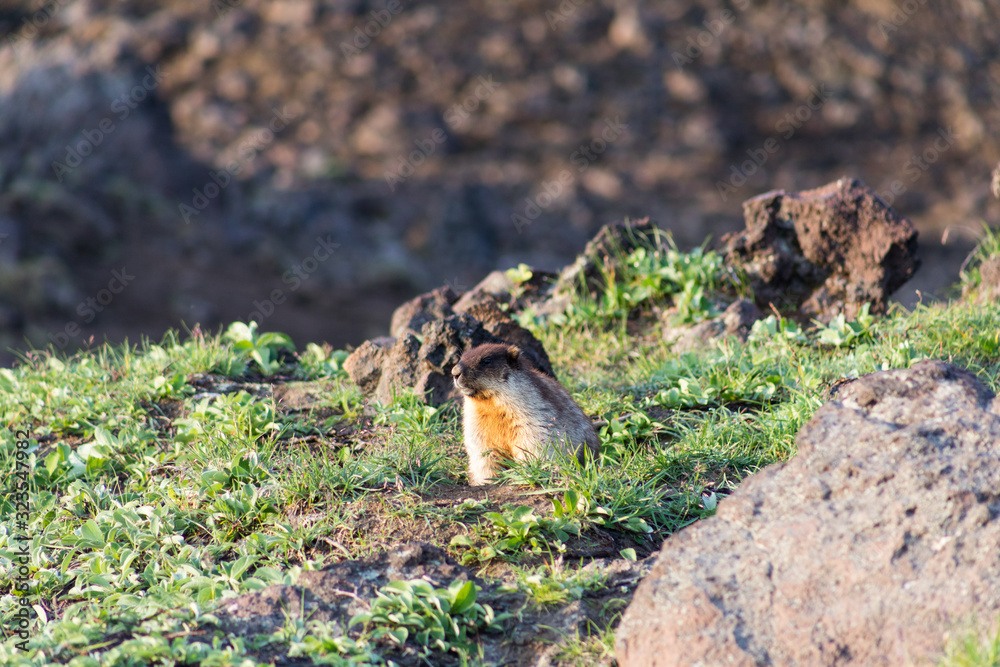 Obraz premium Black-capped marmot (Marmota camtschatica). This type of marmot is biologically similar to the Mongolian marmot - tarbagan (Marmota sibirica). It lives in Eastern, North-Western Siberia and Kamchatka.