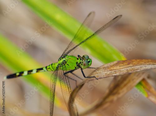 Dragonfly photos macrophotographs