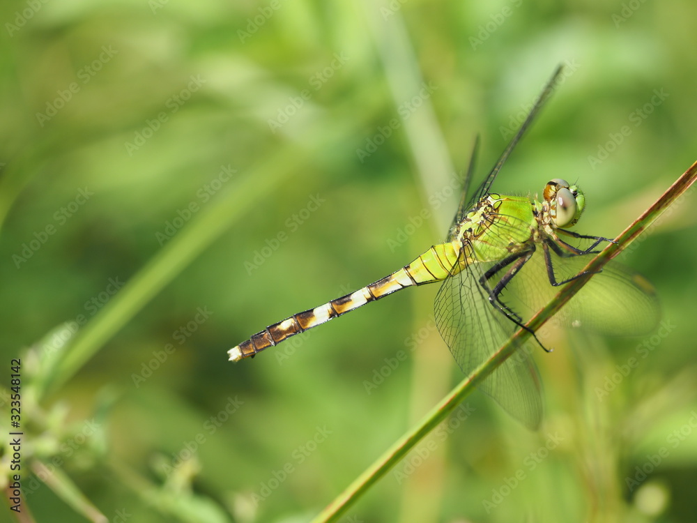 Macro photograph of a green dragonfly (eastern pondhawk) Macro photograph of a green dragonfly (eastern pondhawk)