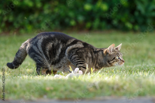 Gestromte Katze im Garten