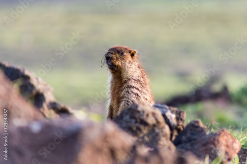 Black-capped marmot (Marmota camtschatica). This type of marmot is biologically similar to the Mongolian marmot - tarbagan (Marmota sibirica). It lives in Eastern, North-Western Siberia and Kamchatka. photo