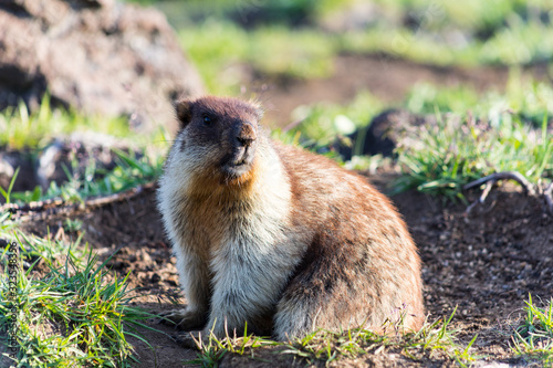 Black-capped marmot (Marmota camtschatica). This type of marmot is biologically similar to the Mongolian marmot - tarbagan (Marmota sibirica). It lives in Eastern, North-Western Siberia and Kamchatka.