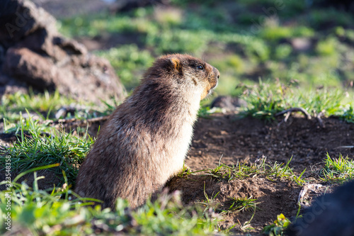 Black-capped marmot (Marmota camtschatica). This type of marmot is biologically similar to the Mongolian marmot - tarbagan (Marmota sibirica). It lives in Eastern, North-Western Siberia and Kamchatka. photo