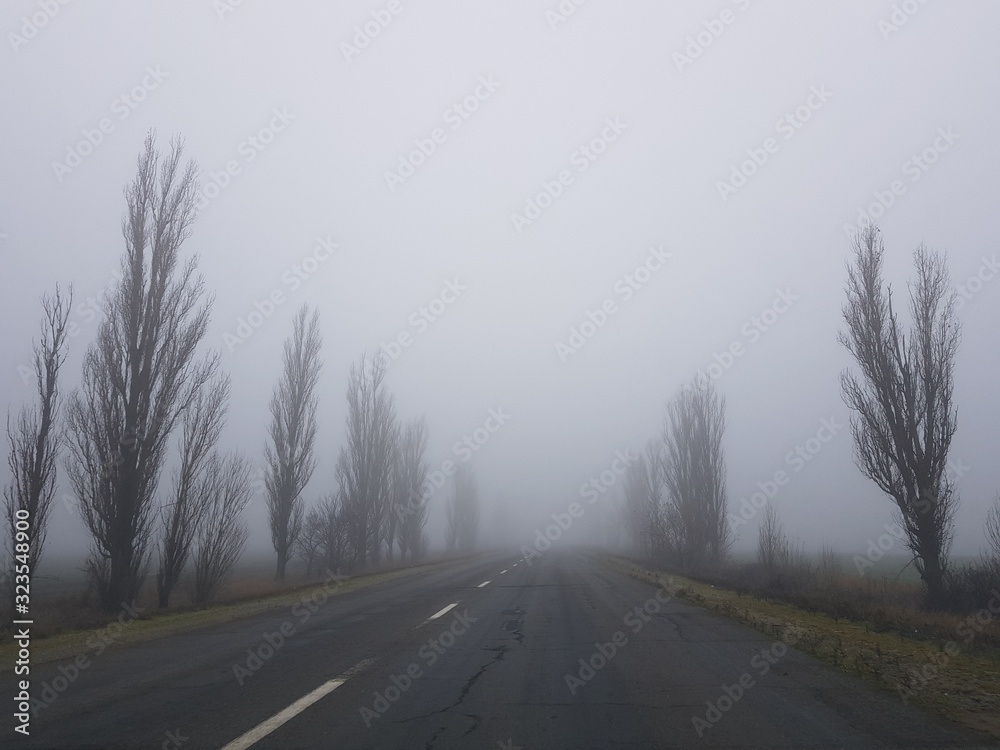 Empty road in the fog with bare trees Empty road in the fog with bare trees
