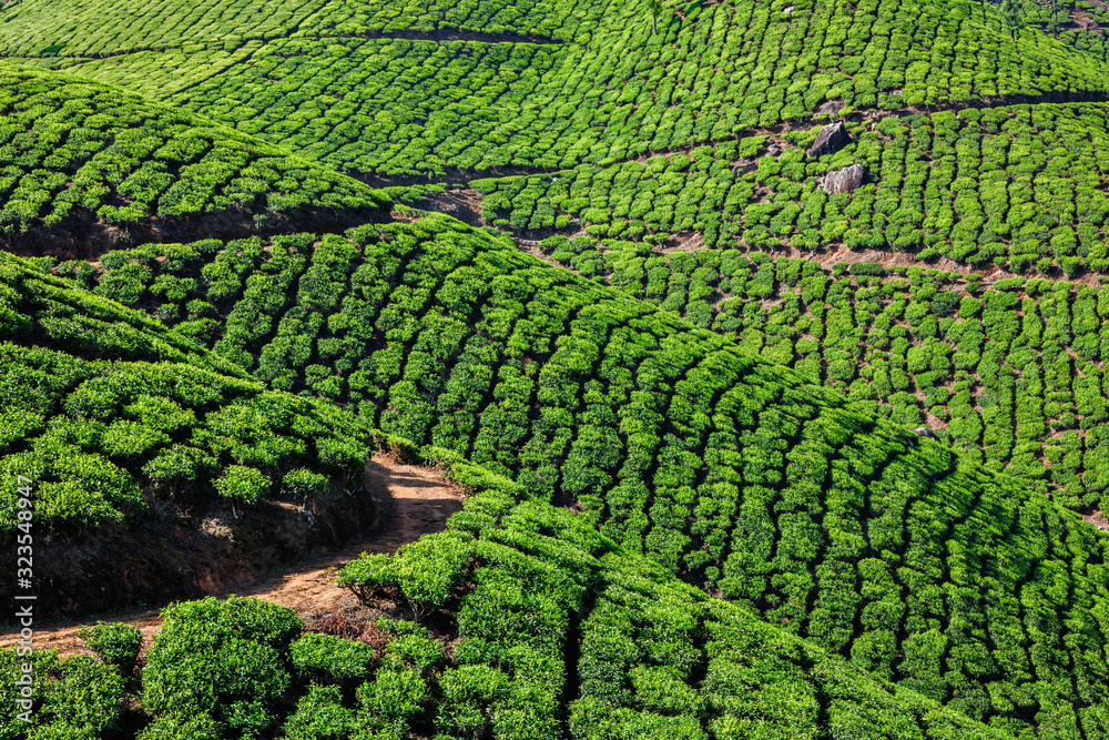 Tea plantations in India Tea plantations in India