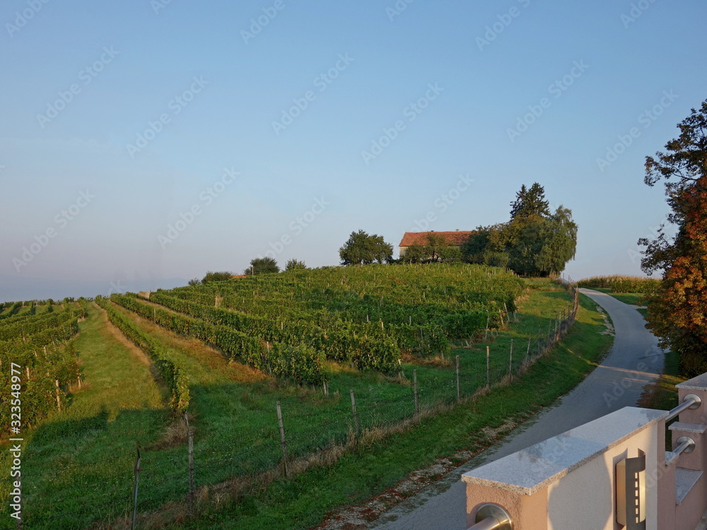 Dawn on a rural farm among the many vineyards in Slovenia under the town of Ptuj