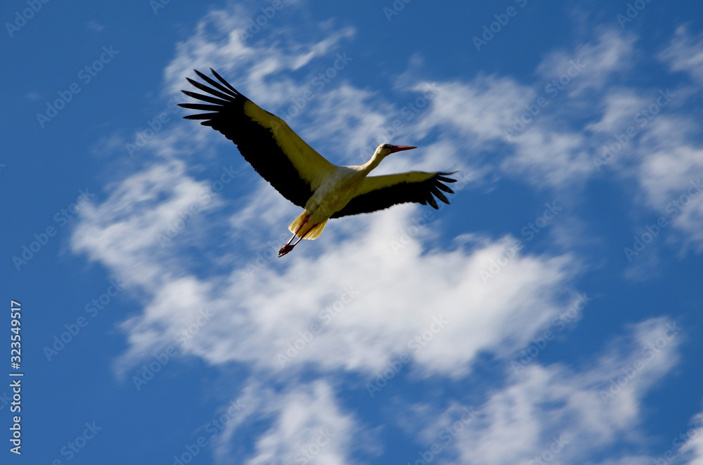Fototapeta premium stork beautiful bird in the sky