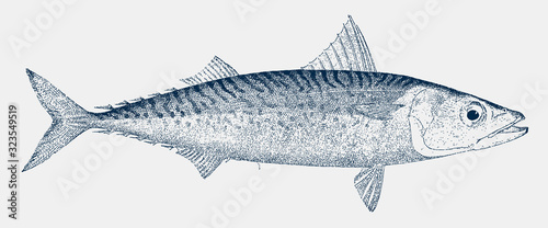 Atlantic chub mackerel scomber colias, a marine fish in side view photo