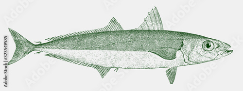 Round scad, decapterus punctatus, a fish from the atlantic ocean in side view
