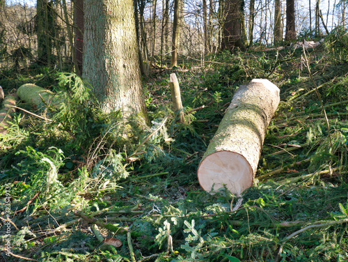Deforested trees lie on the leafy forest floor.