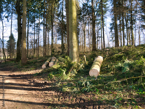 Deforested trees lie on the leafy forest floor.