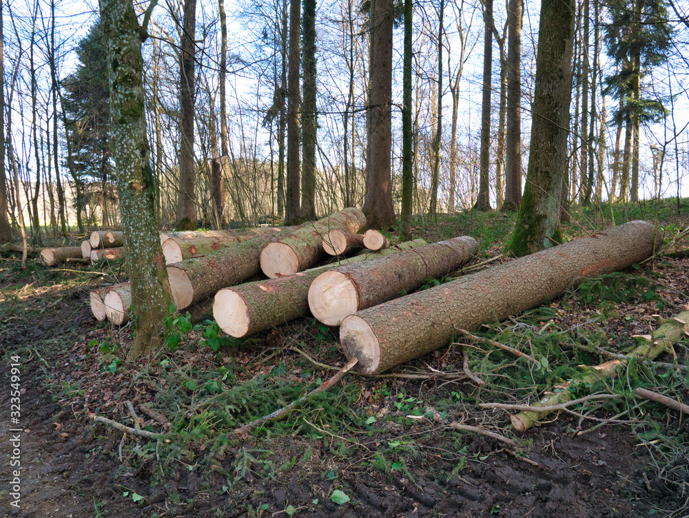 Deforested trees lie on the leafy forest floor. Deforested trees lie on the leafy forest floor.