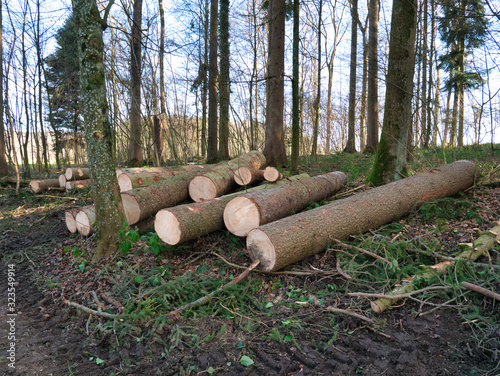 Deforested trees lie on the leafy forest floor.