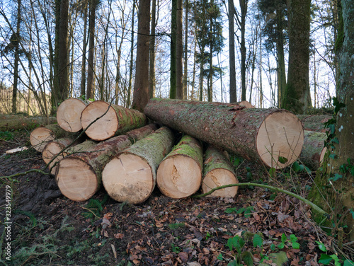 Deforested trees lie on the leafy forest floor.