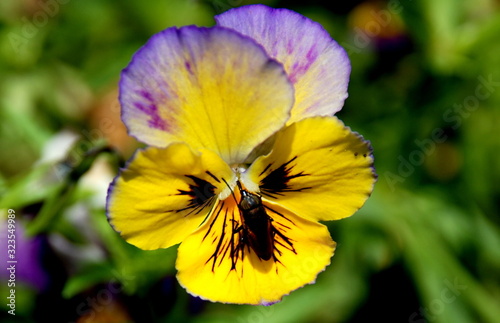 bee on a flower