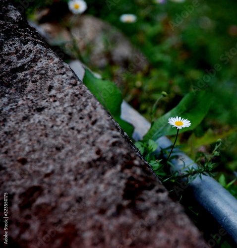 wild flower