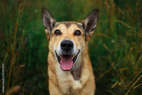 Cute Mongrel dog standing on green grass © Alexandr
