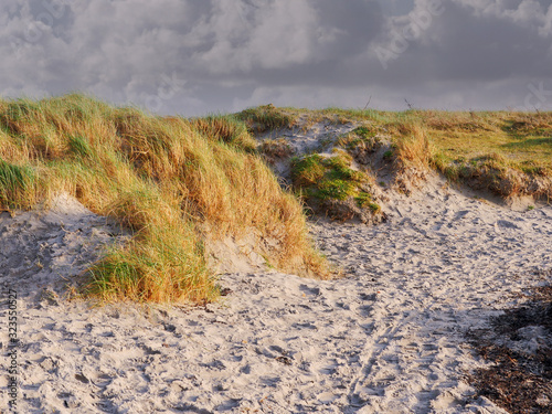 Tall grass in sand dunes and many prints on the sand  busy beach concept.