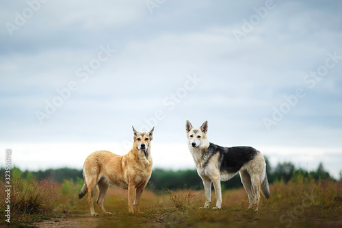 Mixed breed dogs standing on rural dirt road © Alexandr