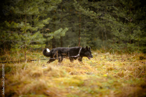Black dog walks in the autumn forest