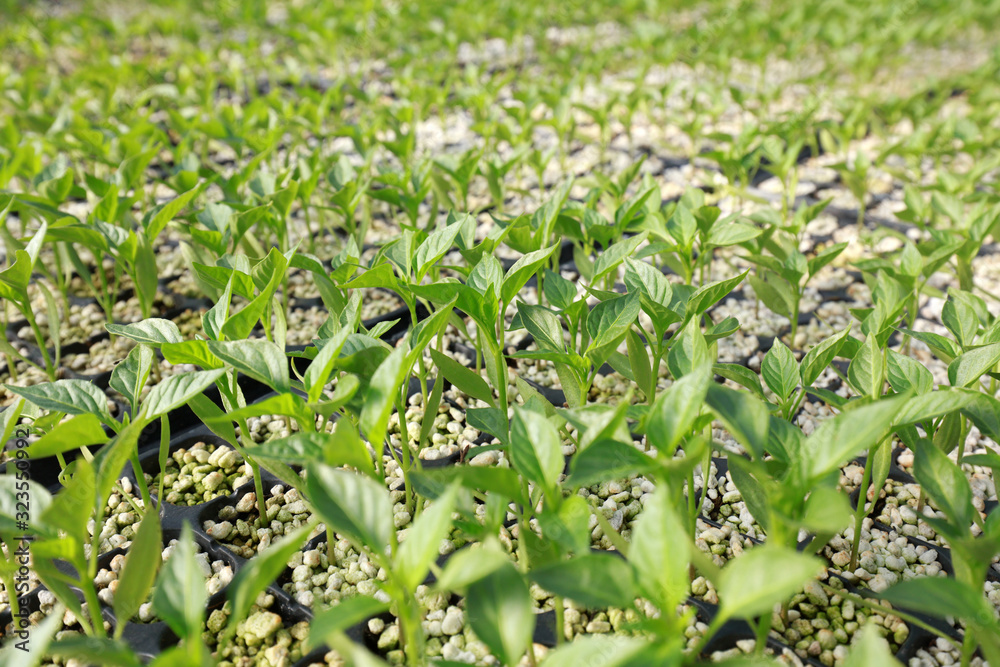 Fototapeta premium pepper seedlings in nutritional bowls