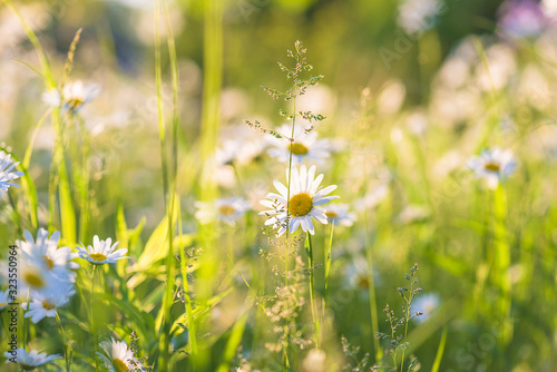 Beautiful summer meadow with blooming white daisies on sunlight