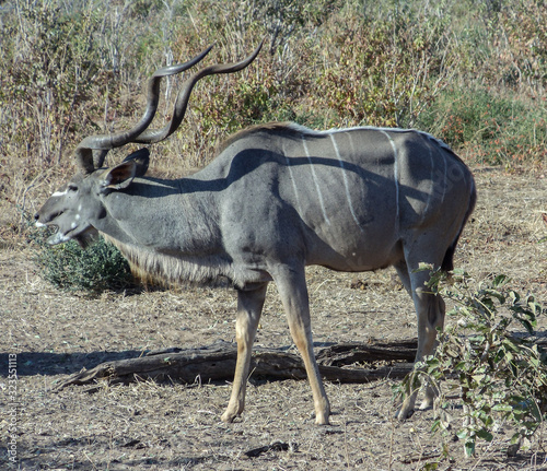Antelope in the heart of Namibia